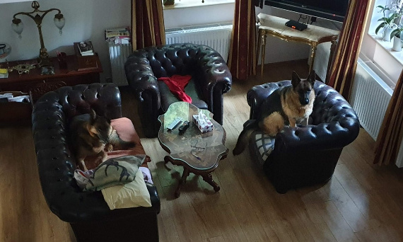 Antyki i psy w domu – jak pogodzić elegancję z obecnością czworonogów?